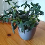 Kolberhof 阿尔卑巴赫