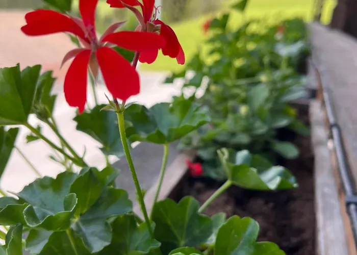 公寓 Kolberhof 阿尔卑巴赫