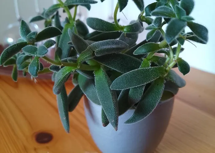 Kolberhof 阿尔卑巴赫