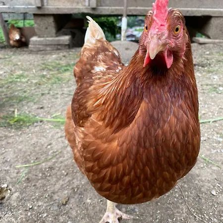 Kolberhof Apartment *